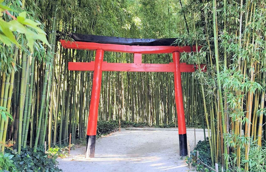 bamboo