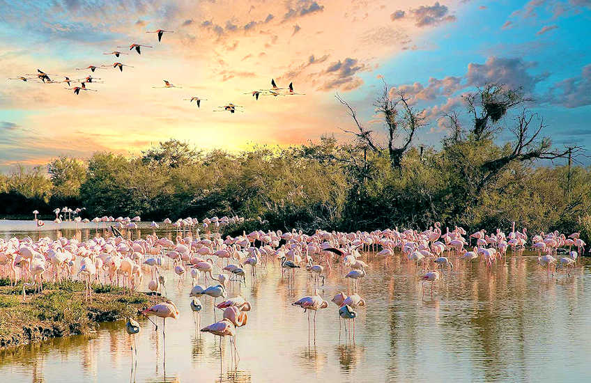 camargue2